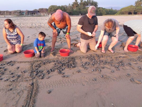 Liberación de Tortugas en Ixtapa - Image 10