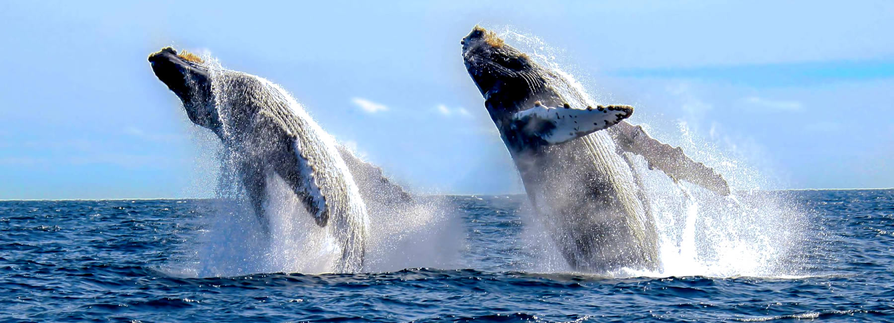 Avistamiento de ballenas frente a Ixtapa-Zihuatanejo