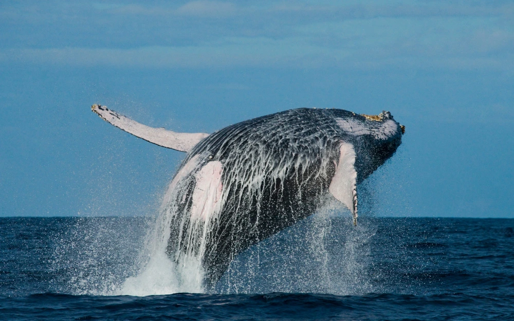 Embarcación para avistamiento de ballenas