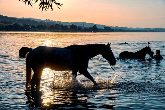 Caballos en Ixtapa-Zihuatanejo